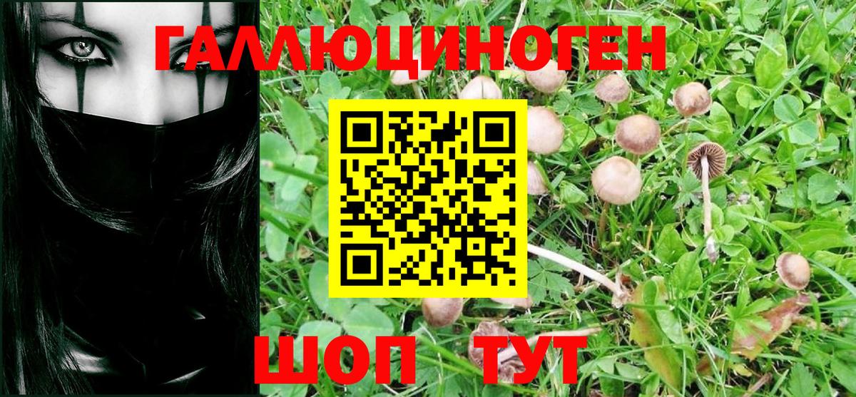 Галлюциногенные грибы Cubensis Нерюнгри
